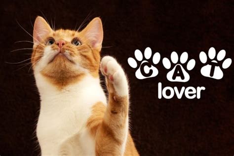 Cat Lover Font By Ktwop Creative Fabrica