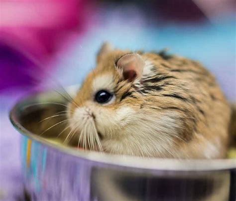 Hamster Breeds Differences Similarities And Choosing The Best One