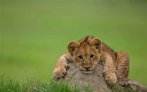 Lion Cubs Wallpapers Wallpaper Cave