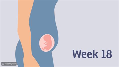 الحمل من الأسبوع السادس عشر إلى الأسبوع الثامن عشر موقع بابونج