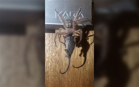 Huntsman Spider Devours Possum In Viral And Terrifying Photos Live