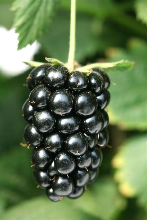Strawberries are all the difference; Arapaho Upright Thornless Blackberry Plant | Ison's ...