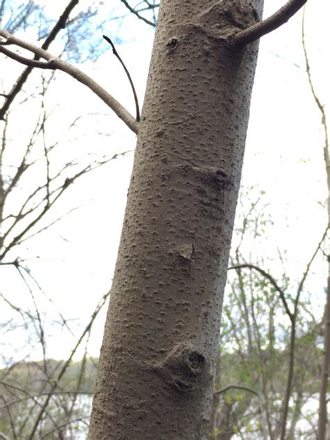 Identifying Trees By Their Bark Master Gardeners Of Northern Virginia