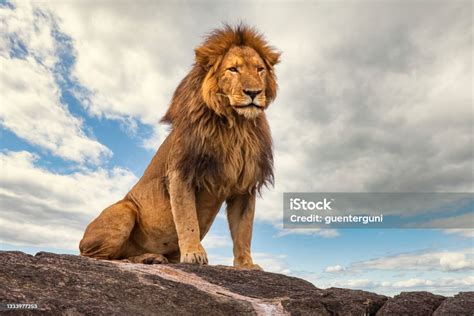 Male Lion Resting On A Rock Stock Photo Download Image Now Lion