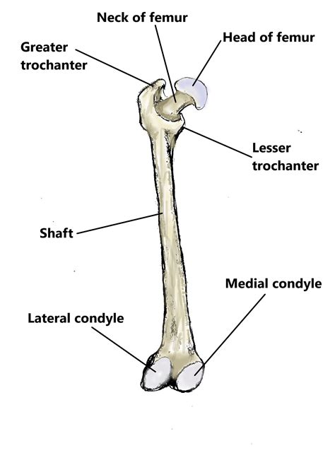 Well Labelled Diagram Of A Femur