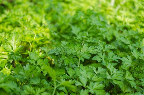 Green Parsley Stock Photo Image Of Grows Fruit Green 42031520