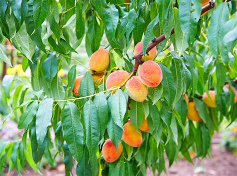 Peach Fruits Growing On A Peach Tree Branch Stock Image Image Of