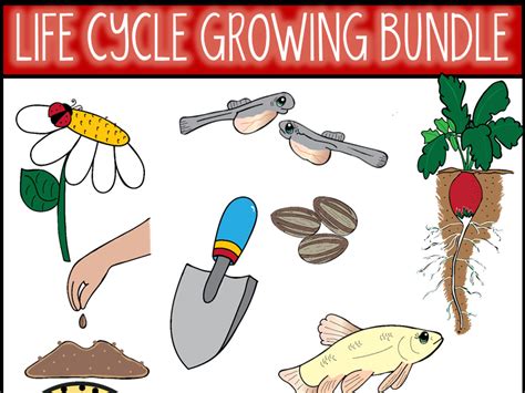 Life Cycle Bundle Clip Art Teaching Resources