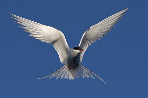 Beautiful Birds Animals Beautiful Arctic Tern Flight Feathers