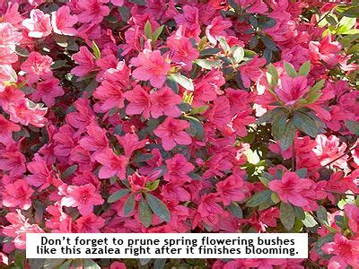 63 reasons why we love the cape & islands. azalea's in the New England garden | Deer resistant plants ...