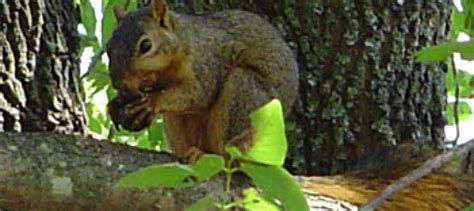 Meet The Squirrels Missouri Department Of Conservation