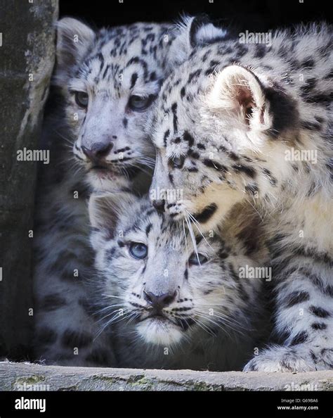 Snow Leopards At Marwell Zoo Stock Photo Alamy