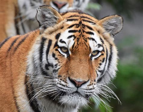 Webpage Waza Amur Tiger In Zoos Amur Tiger Tiger Animal Attack