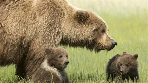 Grizzly Bears In Colorado 2017 Change Comin