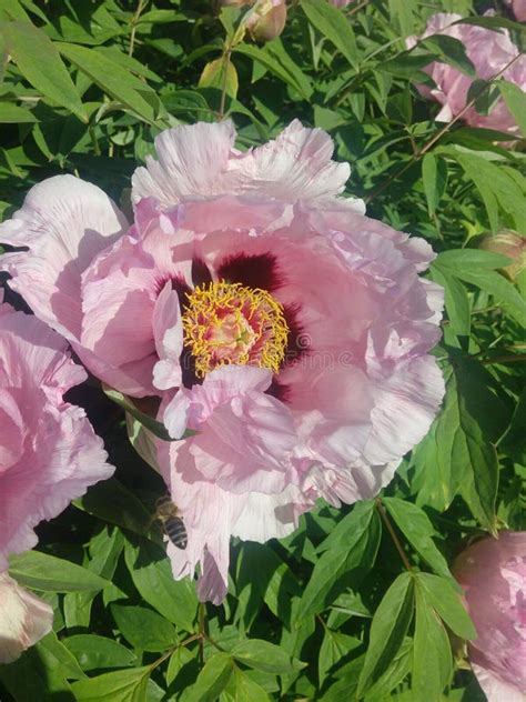 Fresh Pink Peony Flower Closeup On The Bush Stock Image Image Of Gardening Culture 210689689
