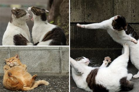 Japanese Photographer Releases Photobook On Tokyos Stray Cats Saigoneer
