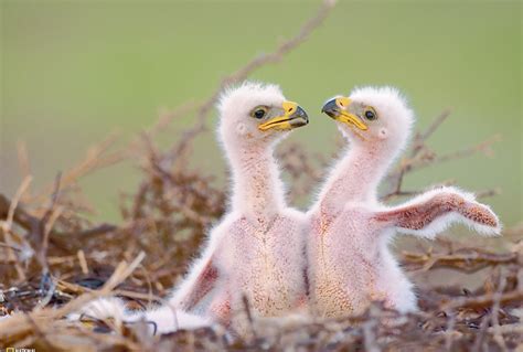 Crías De águila Esteparia En El Nido República De Los Calmucos Rusia