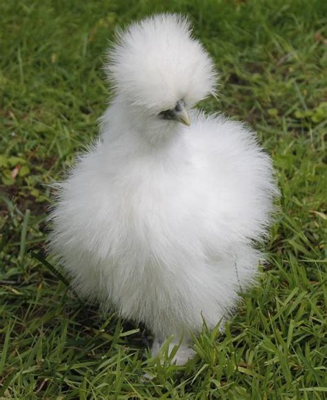 Sexing Your Silkies Pictures And Tips Updated July 5 12 Backyard Chickens Learn How To