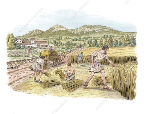 Roman Agriculture Artwork Stock Image C0168294 Science Photo Library