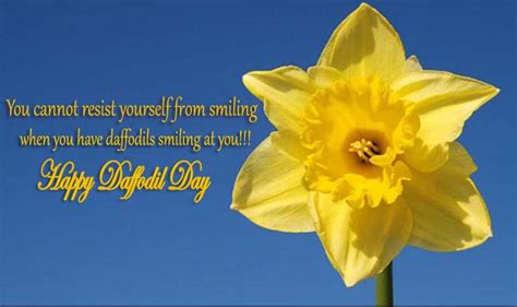 Daffodil Day Slogans Posters Wishes Messages Quotes Captions