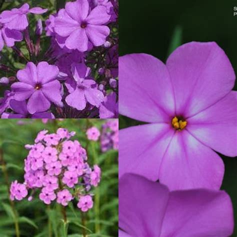 Seeds For Planting Phlox Glaberrima Subsp Interior Seeds Etsy