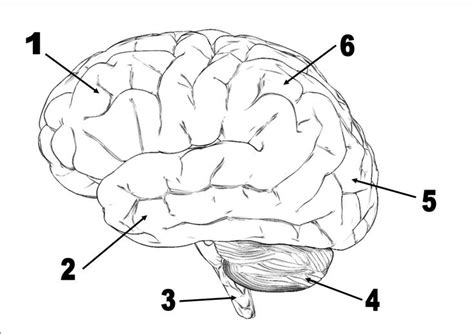 Fill In The Blank Brain Diagram Blank Brain Diagram Coloring Pages Brain Diagram Human Brain