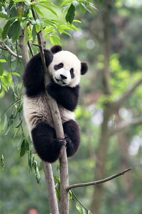 Juvenile Panda Climbing A Tree Photograph By Tony Camacho