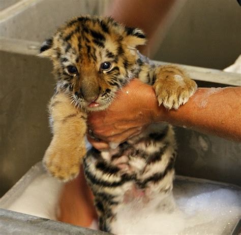 Baby Tiger Gets A Bath 3 Pics Amazing Creatures
