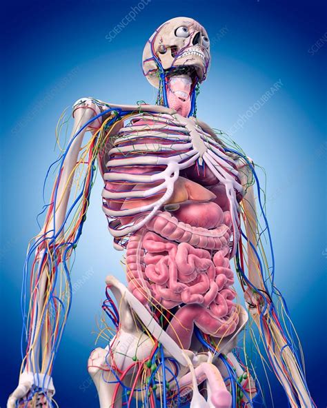 Human Anatomy Stock Image F0155990 Science Photo Library