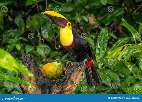 Portrait Of Chestnut Mandibled Toucan Costa Rica Stock Photo Image
