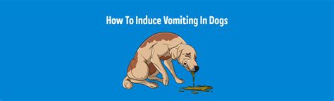 How To Induce Vomiting In Dogs Make Them Throw Up Correctly Innovet Pet