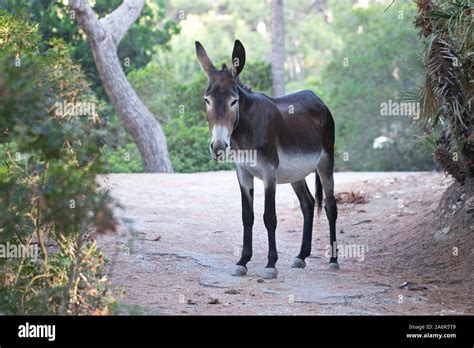 Donkey Equus Africanus Asinus Stock Photo Alamy