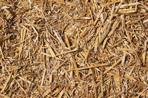 Straw Of Yellow Color Scattered On A Horizontal Surface Stock Image