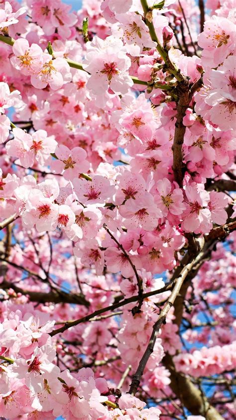 Japanese Cherry Blossom Tree Iphone Wallpaper Free Ultrahd Wallpaper