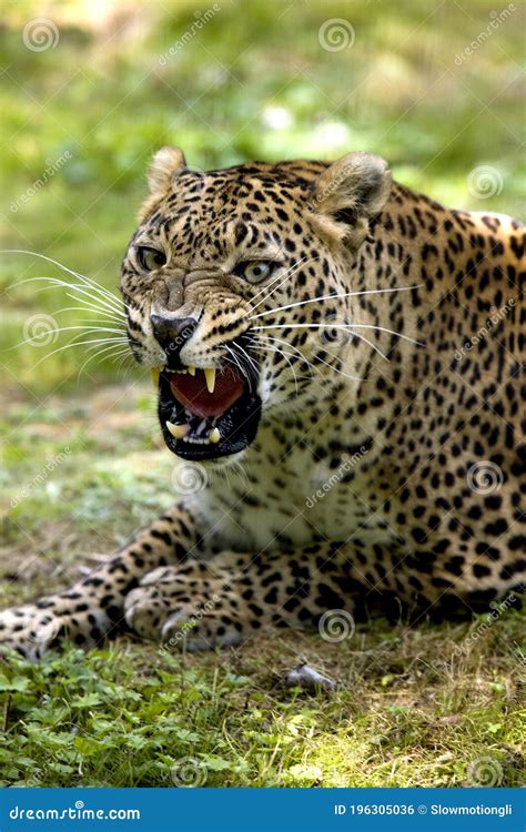 Amur Leopard Panthera Pardus Orientalis Adult Snarling Stock Photo