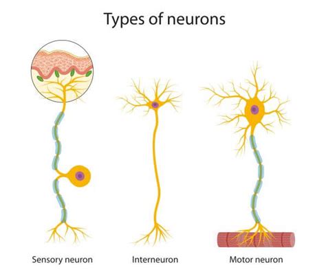 Brain Cells The Definitive Guide Biology Dictionary