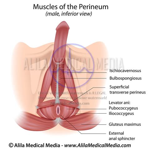 Alila Medical Media Muscles Of The Perineum In Male Labeled