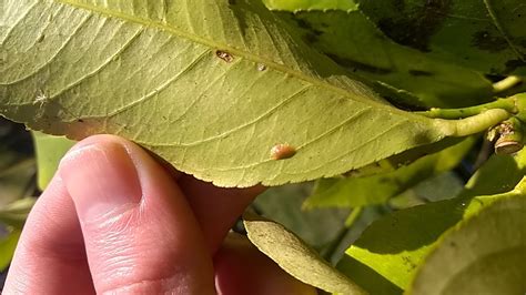 Pest Or Disease On Lemon Tree — Bbc Gardeners World Magazine