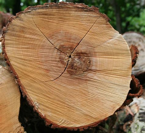 WoodEnds0026 - Free Background Texture - wood tree log end trunk orange brown beige