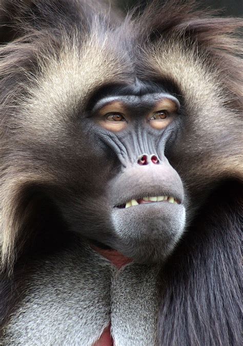 A Gelada Baboon Shoots A Glance At The Visitors Of The Bronx Zoo
