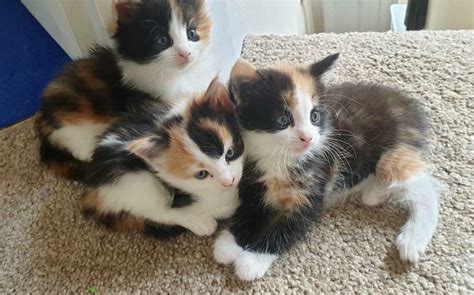 Update 1 Left Beautiful Fluffy Calico Kittensde Flead And Litter