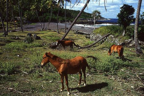 Wild Horses In Vanuatu Mixed Media By Anthony Dalton Pixels
