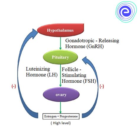 Role Of Hormones In Human Reproductive System Embibe