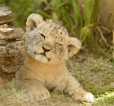 Seine Saint Denis Un Bébé Lion Capturé Dans Un Appartement