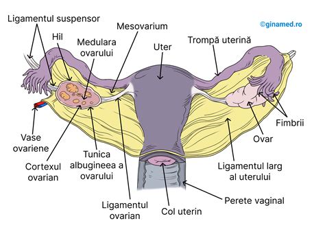 Sistemul reproducător feminin Biologie Barron s GinaMed