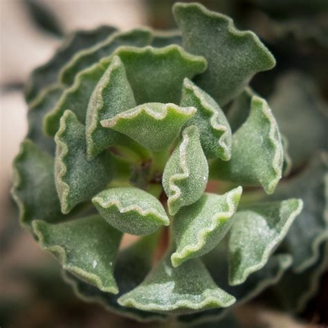 A Close Up View Of A Green Plant With Very Small Leaves On Its Center