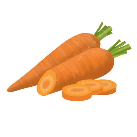 Watercolor Realistic Carrots Vegetable With Cut In Half Sliced Element
