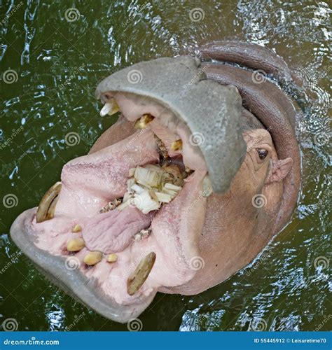 Comida Que Espera De La Boca Abierta Del Hipopótamo Para Foto De