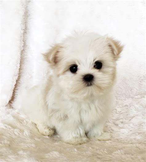 If you would like to view more pictures of aaron, please visit. Teacup Maltipoo Puppy for sale! California | iHeartTeacups