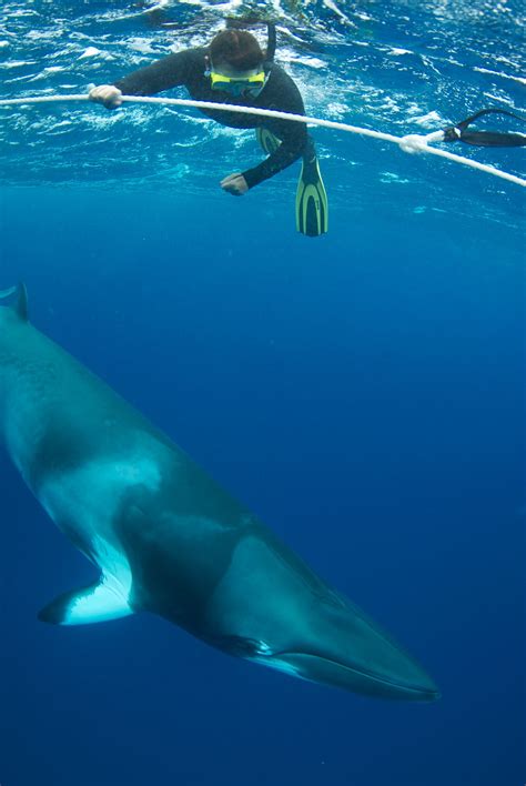 Swim With Minke Whales On The Great Barrier Reef This Junejuly With